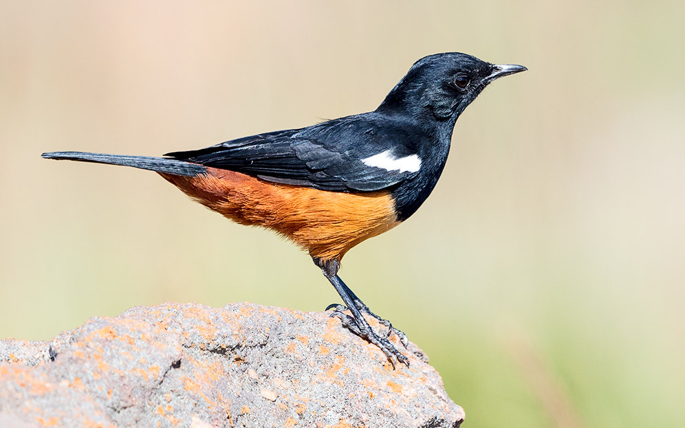 Mocking Cliff Chat male